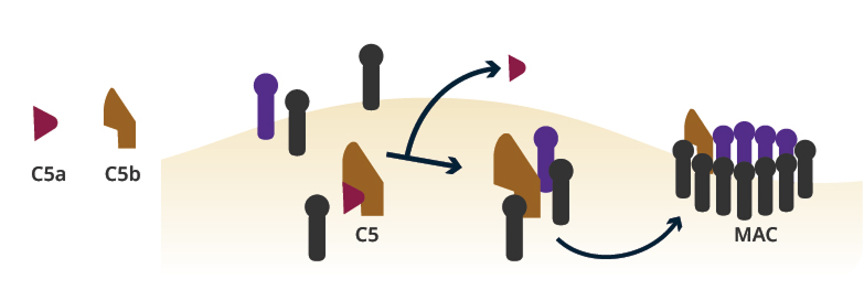 Graphic of complement component 5 (C5) activation.