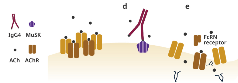 Graphic of the pathophysiology of anti-MuSK antibody positive gMG.