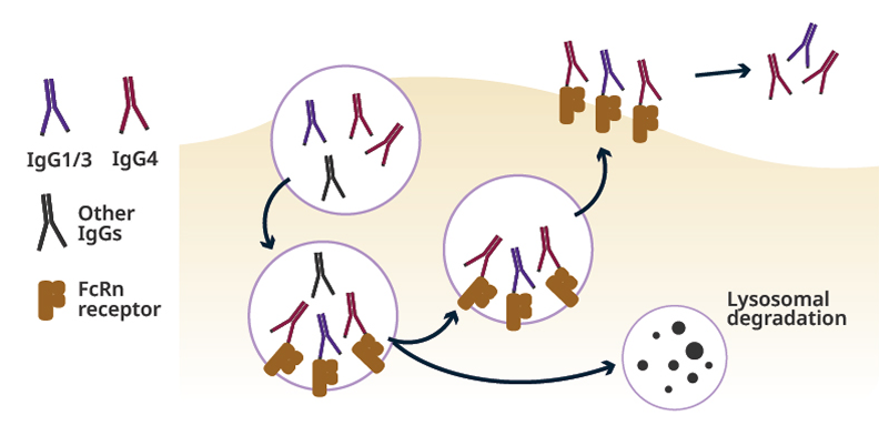 Graphic of neonatal Fc receptor (FcRn) recycling.